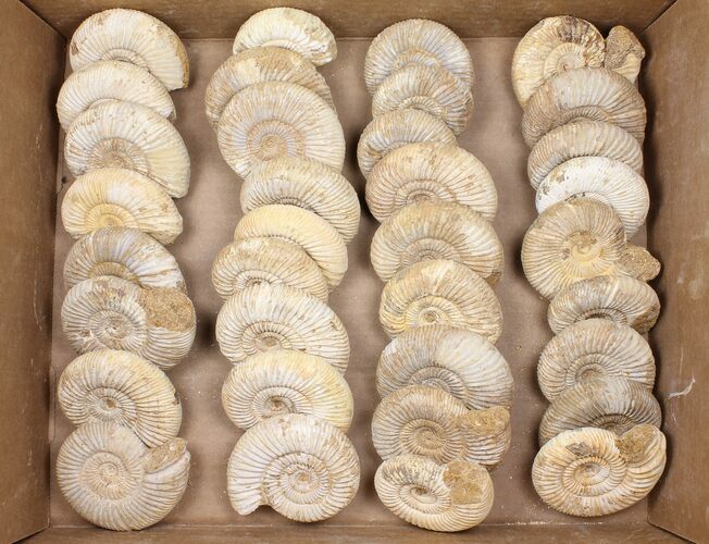 Lot: Lbs Perisphinctes Ammonite Fossils - Pieces #103887